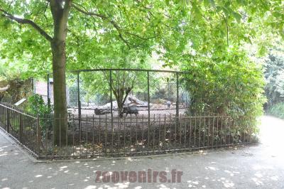 Sanglier de Visaya - 2016