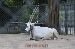 Oryx d'Arabie