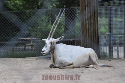 Oryx d'Arabie - 2016