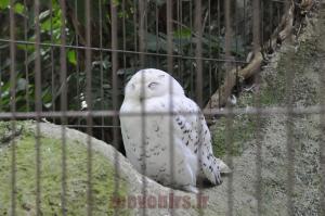 Harfang des neiges