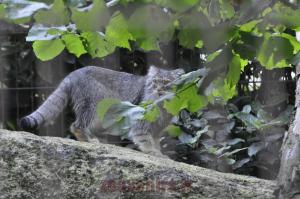 Chat de Pallas