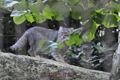 Chat de Pallas - 2016