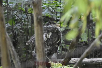 Grand duc du Népal - 2016