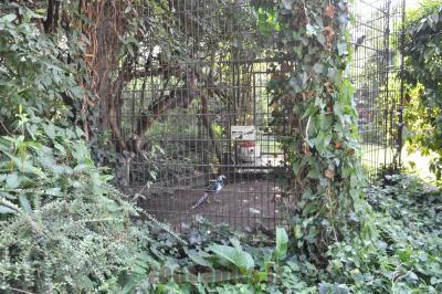 Faisan de Lady Amherst - 2016