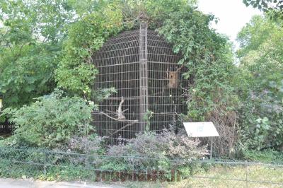 Gris du Gabon - 2016