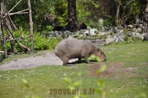 Capybara
