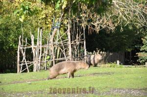 Capybara