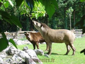 Tapir terrestre