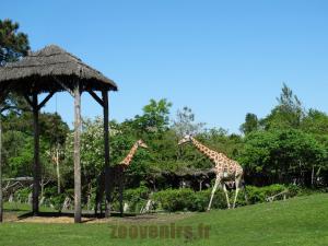 Girafe