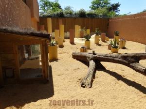 Suricate