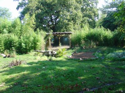 Loup à crinière - 2016