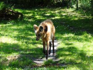 Loup à crinière