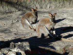 Wallaby de Bennett