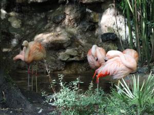 Flamant rose