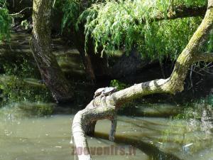 Tortues de Floride