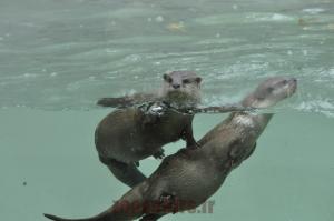 Loutre naine