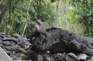 Loutre naine