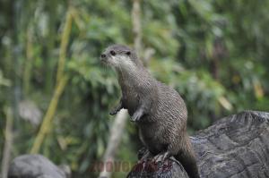 Loutre naine