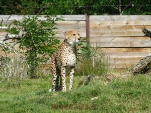 Guépard