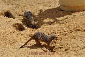 Suricate