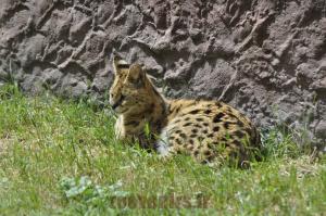 Serval