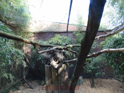 Ouistiti à pinceaux - Agouti - 2016