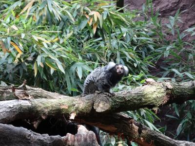 Ouistiti à pinceaux - 2016