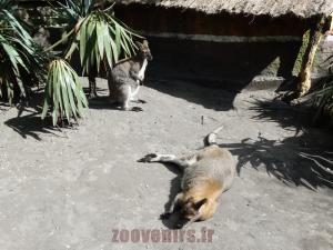Wallaby de Bennett