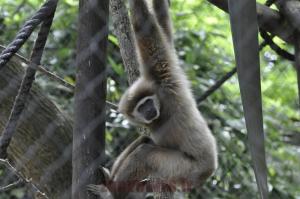 Gibbon lar