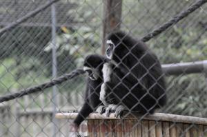Gibbon lar