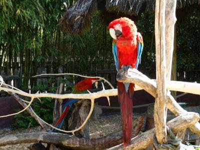 Ara chloroptère - 2016