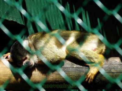 Saïmiri de Bolivie - 2013