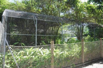 Panthère des neiges - 2013