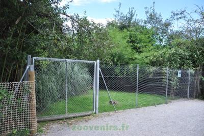 Céphalophe bleu - 2013