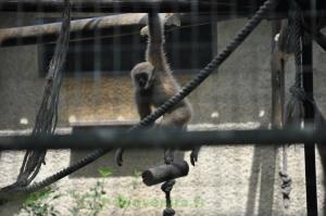 Gibbon à mains blanches