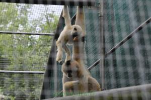 Gibbon à favoris blancs