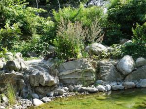 Loutre d'Asie