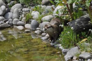 Loutre d'Asie