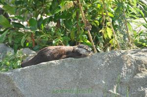 Loutre d'Asie
