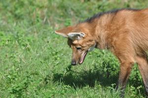 Loup à crinière