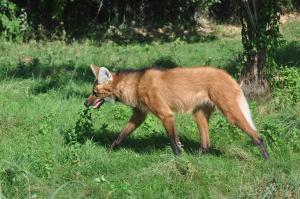 Loup à crinière