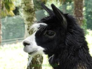 Lama