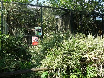 Tamarin à manteau rouge - 2013