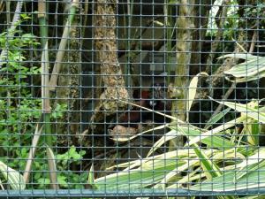 Tamarin à manteau rouge
