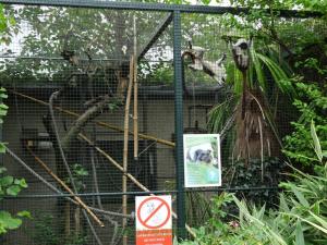 Tamarin pinché