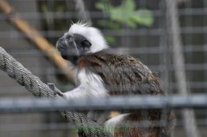 Tamarin pinché