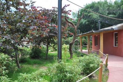 Vari roux - Lémur catta - 2013