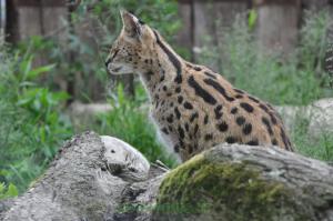 Serval