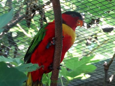 Lori à collier jaune - 2013