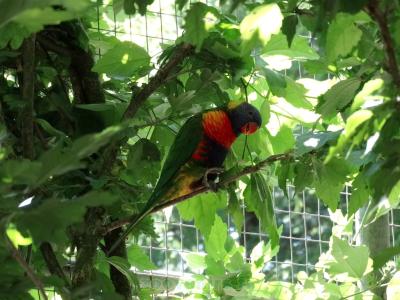 Loriquet de Swainson - 2013